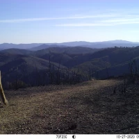 COE01A puma10272020 3