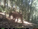 KNG03A DM 04022020 puma  1 
