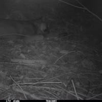 KNG11A JE 09112020 puma  1 