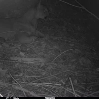 KNG11A JE 09112020 puma  12 