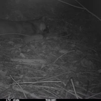 KNG11A JE 09112020 puma  3 