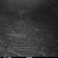 KNG11A JE 09112020 puma  4 