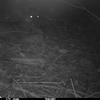 KNG11A JE 09112020 puma  7 