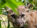 Photo centers on a puma, looking directly at the camera. Only the head and shoulders is visible, but it seems to be crouched. It's face is partially obscured by bright green foliage.
