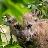 Photo centers on a puma, looking directly at the camera. Only the head and shoulders is visible, but it seems to be crouched. It's face is partially obscured by bright green foliage.