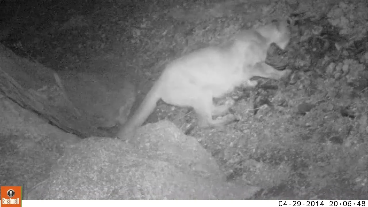 mountain lion feeding on a turkey mountain lion feeding on a turkey