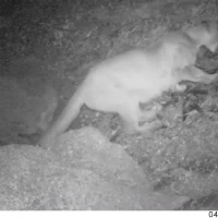 mountain lion feeding on a turkey mountain lion feeding on a turkey