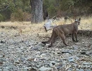 protective mother puma in san