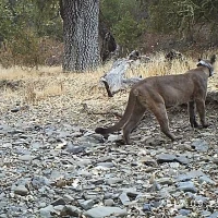protective mother puma in san
