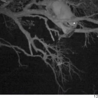puma gets her meal after all