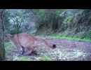 puma scraping in the south bay area