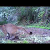 puma scraping in the south bay area