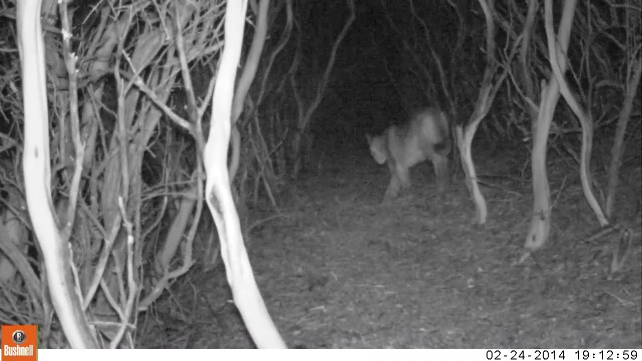 puma traveling through manzanita puma traveling through manzanita