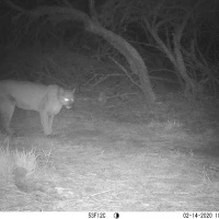 PLT01A puma 02140509