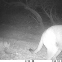 PLT01A puma 02230157