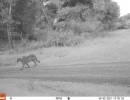 PUC03B puma 04020126