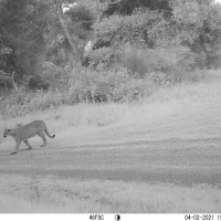 PUC03B puma 04020126