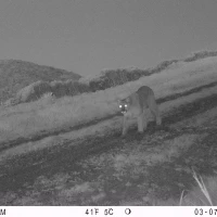 PUC04A puma 03070482