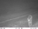 PUC04A puma w  one eye 02120182