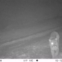 PUC04A puma w  one eye 02120182