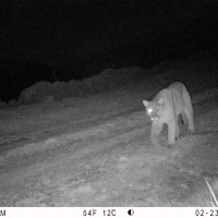 PUC04A puma w  one eye 02230312