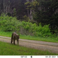 PUC07B puma 04200259