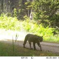 PUC07B puma 05250326