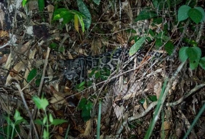 bornean leopard 2