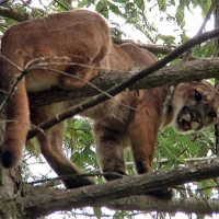 1   Female Puma in Tree   Opal   18F 0