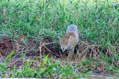 jaguar 1 jaguar 1