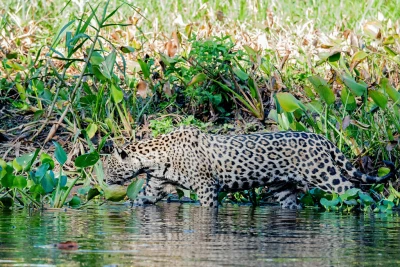 jaguar 2 jaguar 2