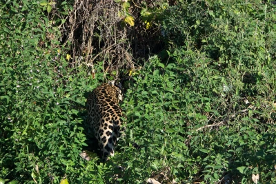 jaguar 3 jaguar 3