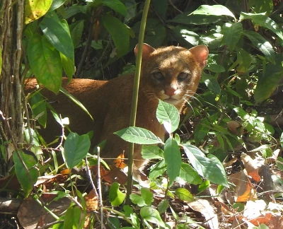 jaguarundi 1 jaguarundi 1