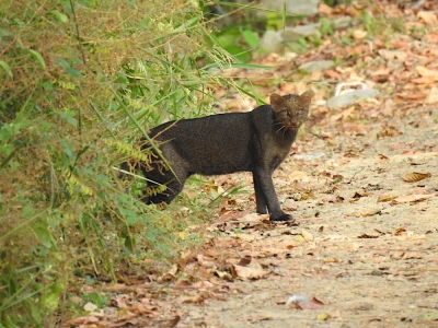 jaguarundi 2 jaguarundi 2