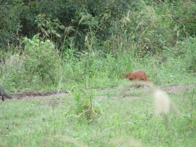 jaguarundi 3 jaguarundi 3