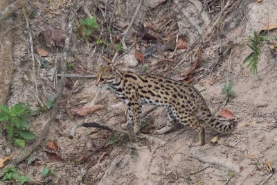 leopard cat 2