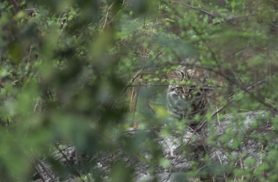 leopard cat 33