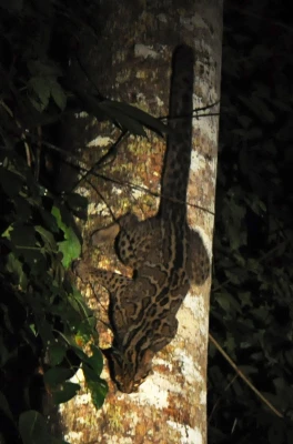 marbled cat 2