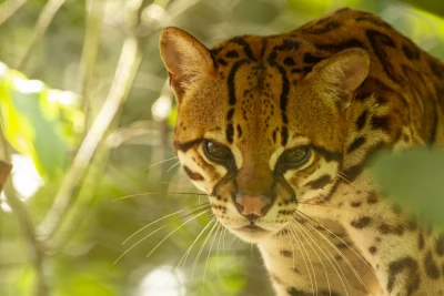 ocelot 1