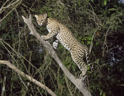 ocelot 2
