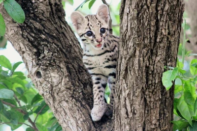 ocelot 4