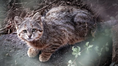 pampas cat 1
