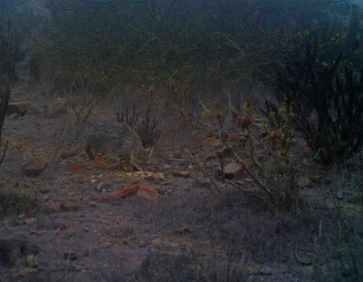 pampas cat 2