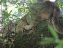 10   Young Female Puma Resting in a Tree   Dan Tichenor