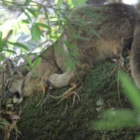10   Young Female Puma Resting in a Tree   Dan Tichenor