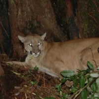 12   Casper   4F in Santa Cruz Mountains Before Being Fitted with a GPS Collar