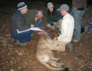 14   Field Team Fitting Young Male Puma wth GPS Collar