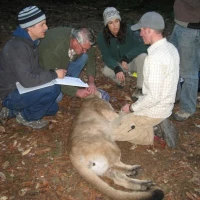 14   Field Team Fitting Young Male Puma wth GPS Collar