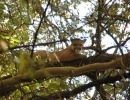 16   Tony 3M Resting in a Tree