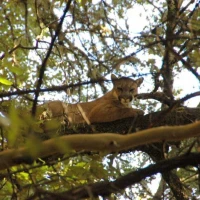 16   Tony 3M Resting in a Tree